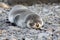 Young fur seals in Fortuna Bay, South Georgia