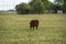 A young furry brown Galloway cow calf standing all alone in a pasture with an upset look