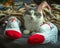 A young furry cat lies at the feet of a girl in Christmas socks. Only the girl`s legs are visible, covered with a