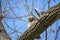 Young and Fuzzy Great Horned Owlet Curious and Napping