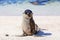 Young Galapagos sea lion at the beach on Espanola Island, Galapagos National park, Ecuador