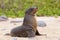 Young Galapagos sea lion on the beach on North Seymour Island, G