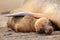 Young Galapagos sea lion lying with mother on Santiago Island, G