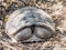 A young Galapagos tortoise - Galapagos, Ecuador