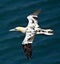 Young gannet in flght.