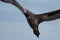 Young gannet flying above the sea