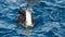 Young gannet on Mediterranean sea