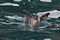 Young gannet tries to fly