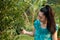 Young gardener Asia woman smiling and picking Thai honey tangerine oranges in the garden