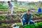 Young gardener harvesting green lettuce at smallholding