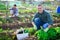 Young gardener harvesting green lettuce at smallholding