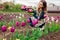 Young gardener picks tulips flowers in spring garden. Woman holds metal basket full of blooms admiring blossom.