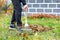 A young gardener tends a green lawn by raking fallen leaves in an autumn garden