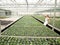 Young gardener woman standing in a greenhouse