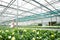 Young gardener woman standing in a greenhouse