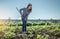 Young gardener woman is weeding weeds on a potato plantation with a hoe