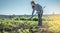 Young gardener woman is weeding weeds on a potato plantation with a hoe