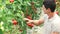 Young gardener working at greenhouse.