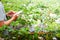 Young gardeners work with mobile phones in the strawberry garden.