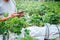 Young gardeners work with mobile phones in strawberry orchards.