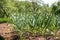 Young garlic on the garden beds