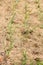 Young garlic plants mulched with dry straw