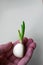 Young garlic with a sprouted green sprout in the hand of a woman