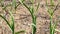 young garlic sprouts grow out of the ground in the spring