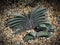 Young Gasteria baylissiana, a species of succulent flowering plant