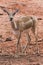 Young gazelle walking on reddish ground