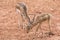 Young gazelle walking on reddish ground