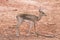 Young gazelle walking on reddish ground