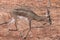 Young gazelle walking on reddish ground