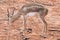 Young gazelle walking on reddish ground