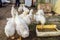 Young geese near a drinker in the courtyard of a rural house