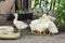 Young geese in the yard of the rural house