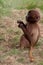 A young Gelada baboon