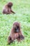 A young Gelada baboon feeding in a green field