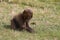 A young Gelada Baboon grazing