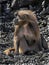 Young Gelada baboon male 4