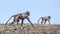 Young Gelada with Mother