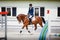 Young gelding horse and adult man rider trotting during equestrian showjumping competition in daytime