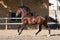 Young gelding of the Lusitano breed galloping in freedom