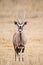 Young Gemsbok or oryx grazing in the Kalahari desert