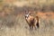 Young Gemsbok standing in desert