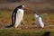 Young gentoo penguin