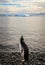 Young Gentoo penguin looking at his future marine life , Cuverville Island, Antarctica