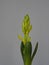 Young geocint with flower buds with green leaves on a gray background, growing in the home