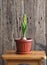 Young geocint with flower buds with green leaves on a wooden background.Growing in the home