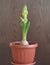 Young geocint with flower buds with green leaves on a wooden background.Growing in the home